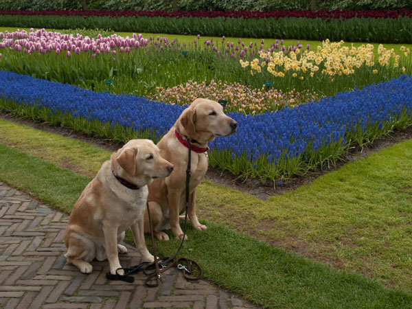 Собаки - желанные гости в парке Keukenhof
