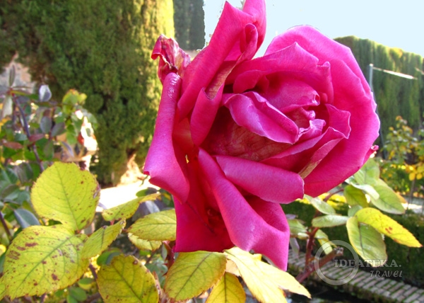 Роза в Альгамбре