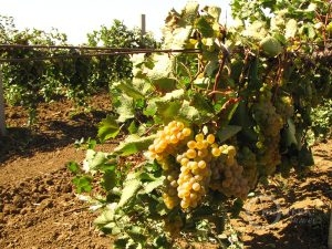 Вокруг Анапы много виноградников