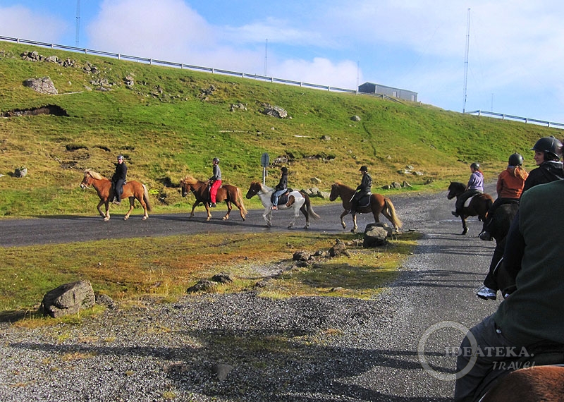 Исландские лошади спокойно идут друг за другом