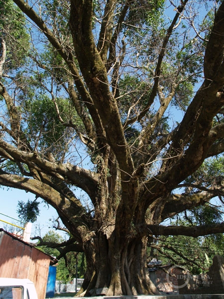 Огромное дерево бодхи напротив входа в Norbulingka