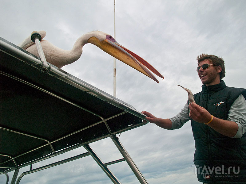 Пеликан на крыше лодки надеется на легкую добычу