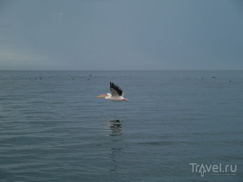 Пеликан, чайки и бакланы в заливе Уолфиш-Бей