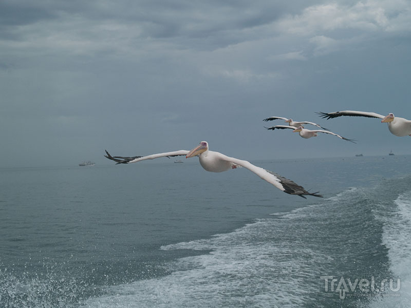 Стая пеликанов догоняет лодку