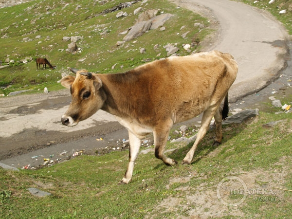 Священная индийская корова в Гималаях