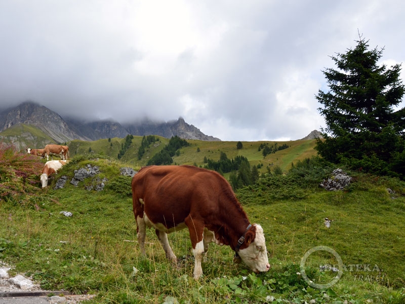 Альпийские коровки