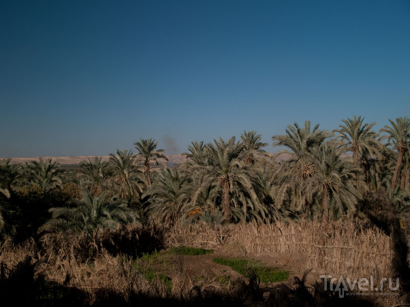 Вид на пальмовый сад в Фарафре из отеля Old Oasis