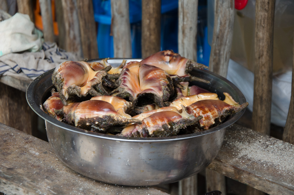 Моллюски на Шиаргао