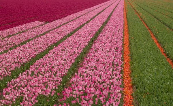 Цветущие и отцветшие тюльпаны