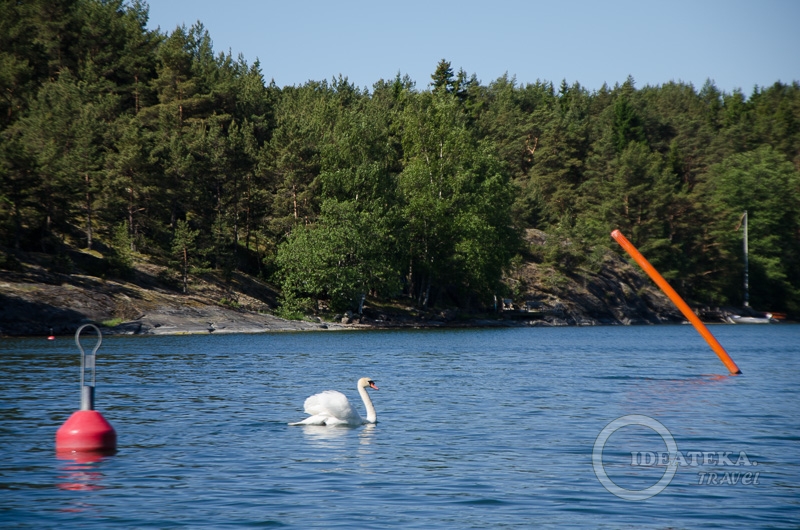 Лебедь в финских шхерах