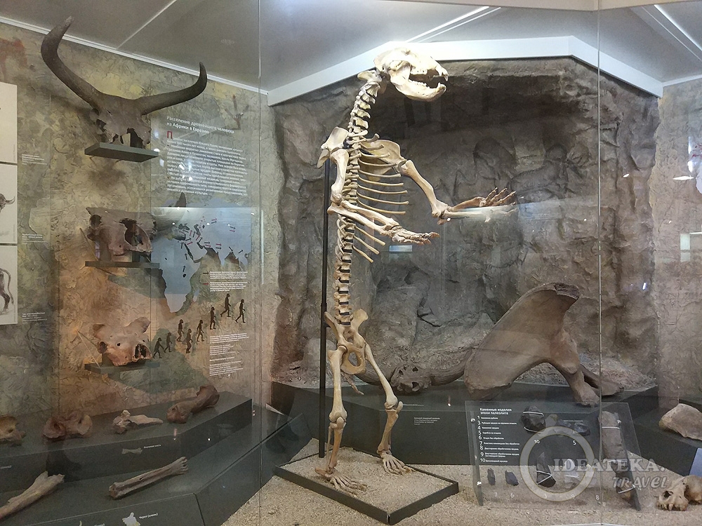 Скелет пещерного медведя