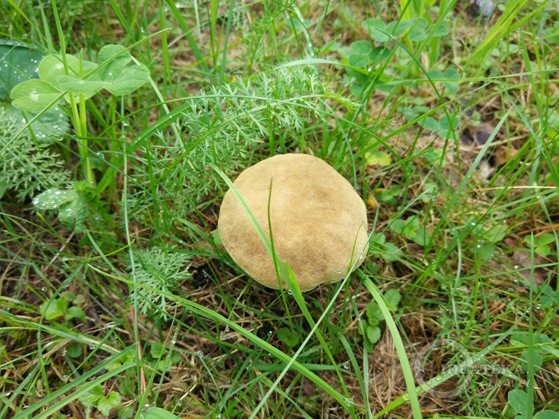 В кемпинге растут грибы