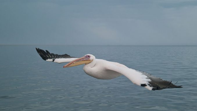 Невероятный размах крыльев пеликана