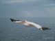Невероятный размах крыльев пеликана