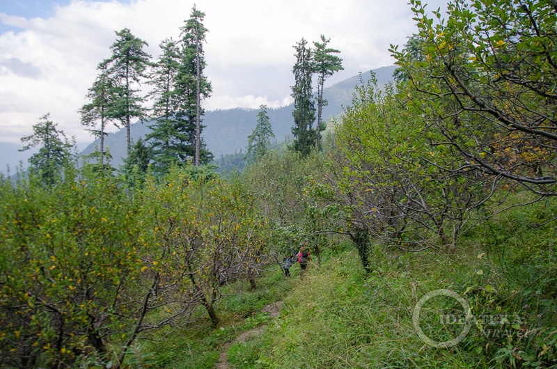 Яблоневый сад на высоте 2 тысячи метров в Гималаях