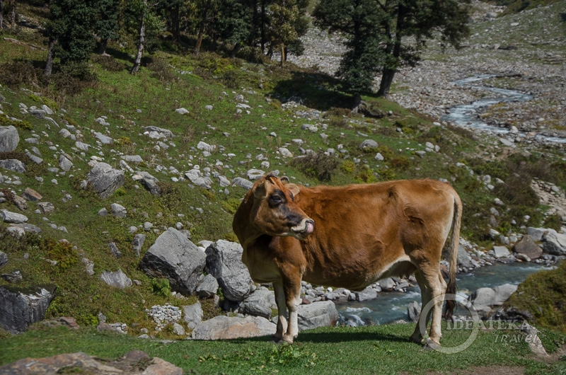 Священная корова оглядывается на туристов