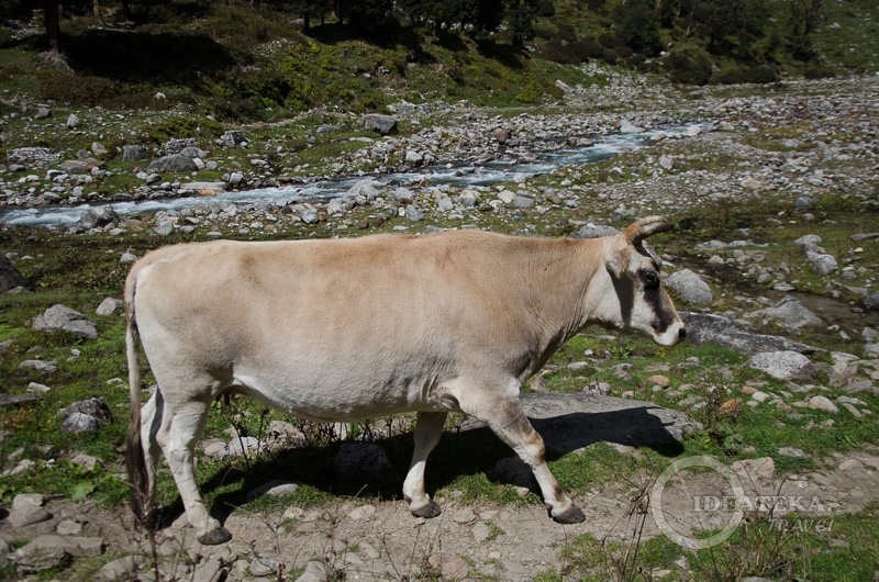 Гималайская корова