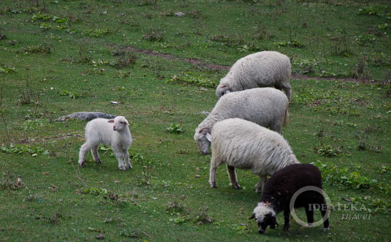 Овцы и ягнёнок