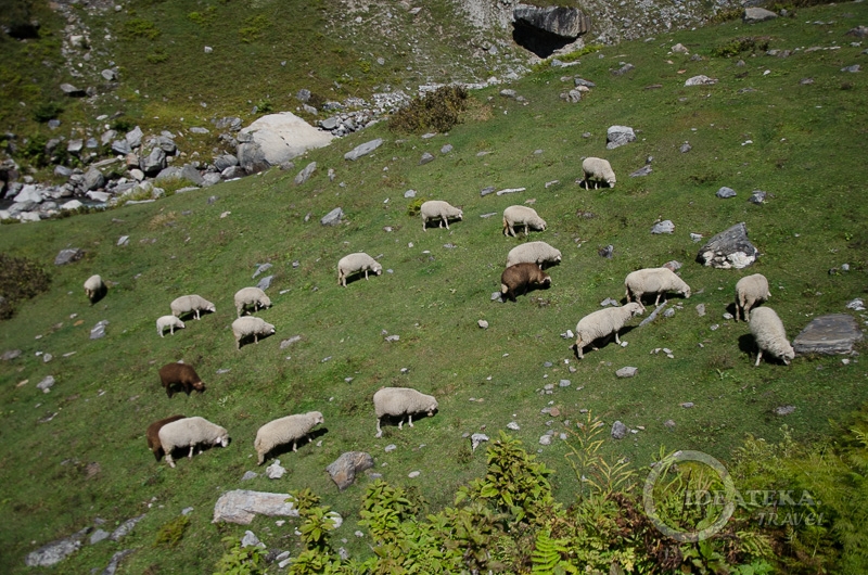 Гималайские овечки