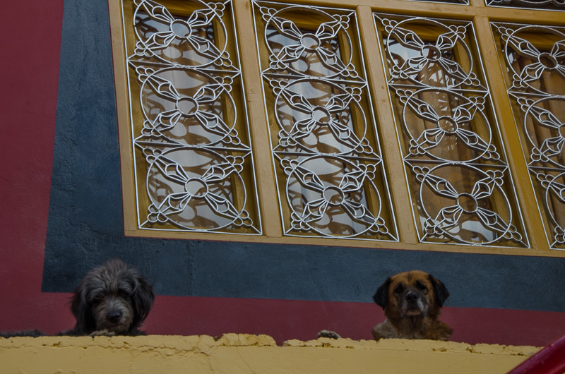 Собаки в монастыре Панган