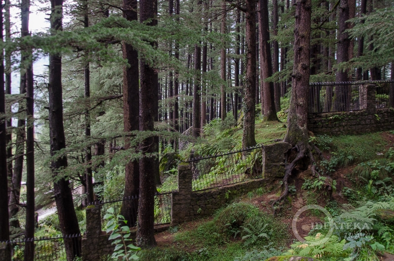 Дорога к храму через лес