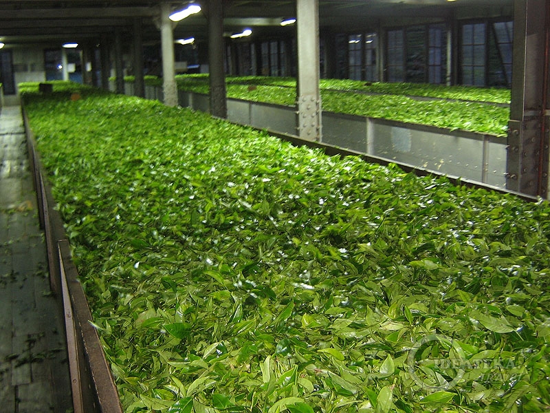 Обработка чайных листьев на фабрике