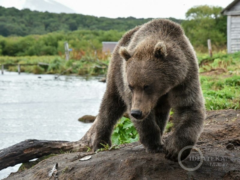 Медведь на Камчатском озере