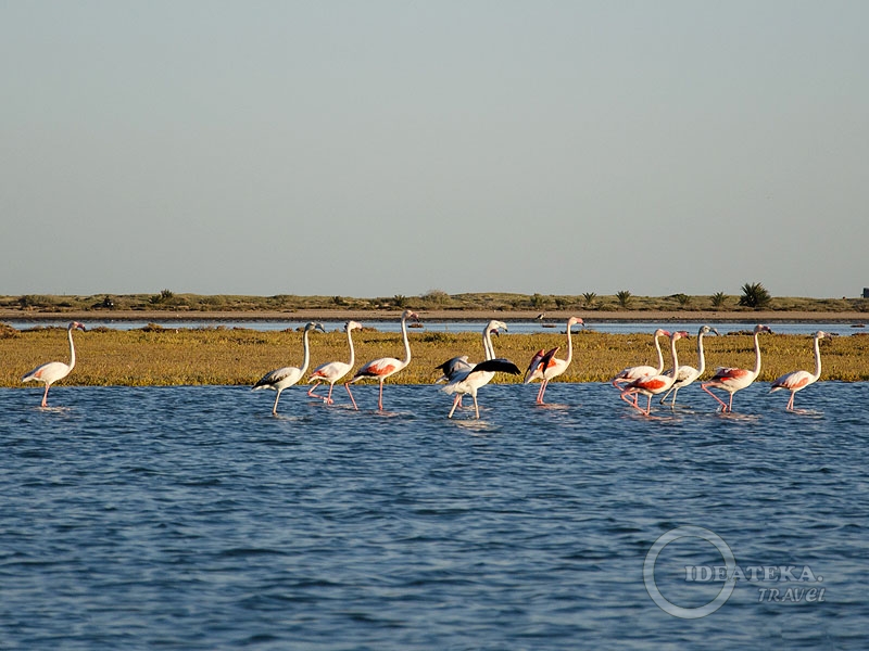 Фламинго в лагуне на Джербе, Тунис