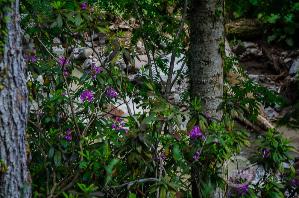 Рододендроны у водопадов Менделиха