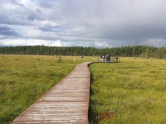 Туристическая тропа по Сестрорецкому болоту