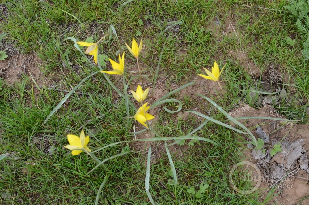 Жёлтые степные тюльпаны