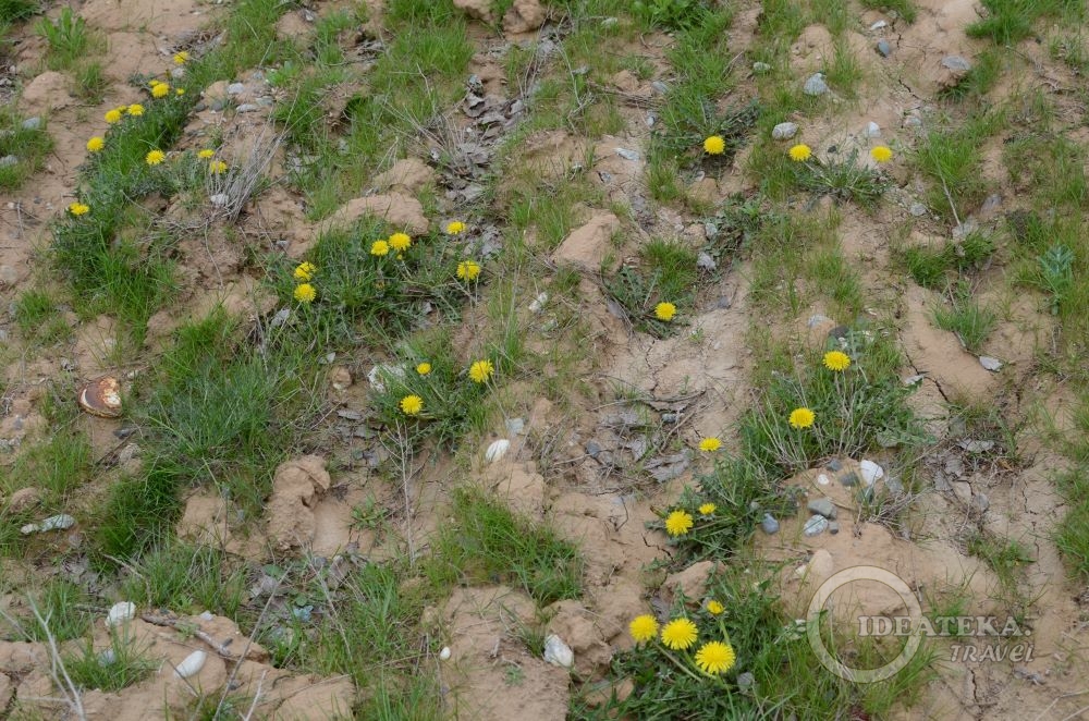 Степные одуванчики