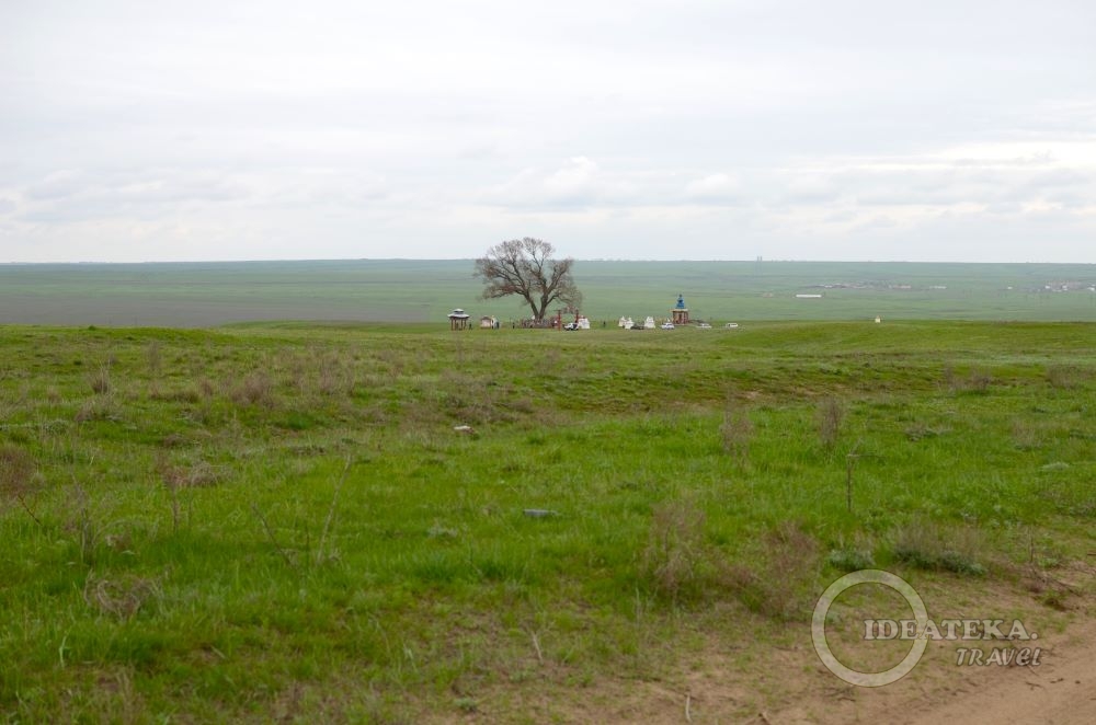 Одинокий тополь действительно одинок