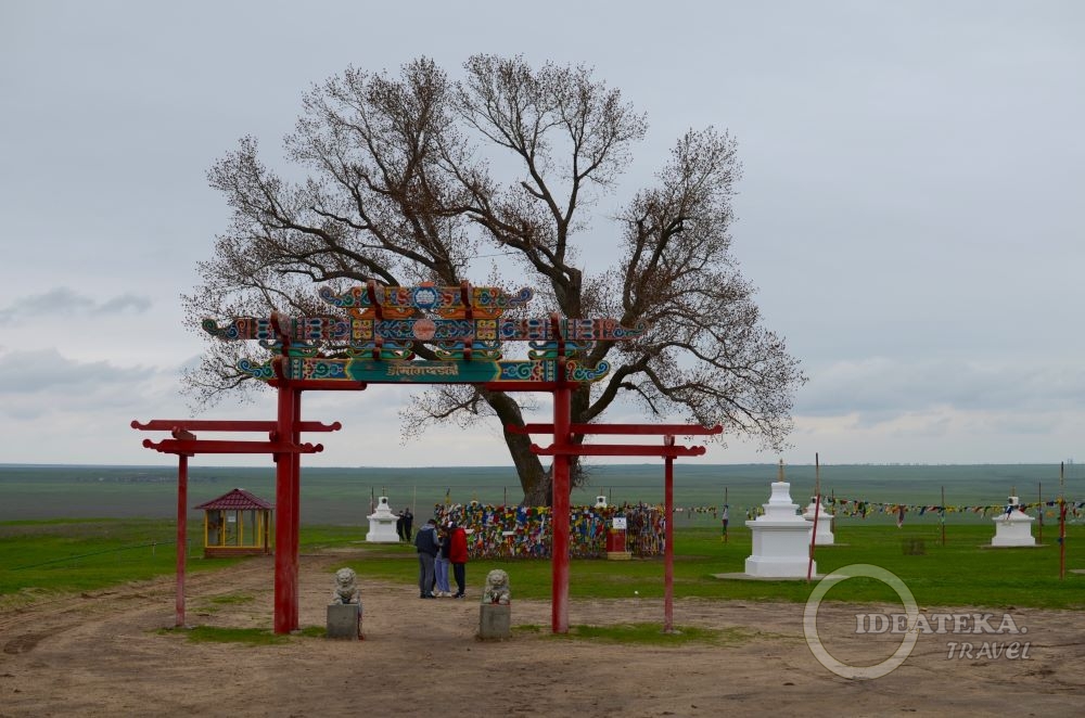 Одинокий тополь