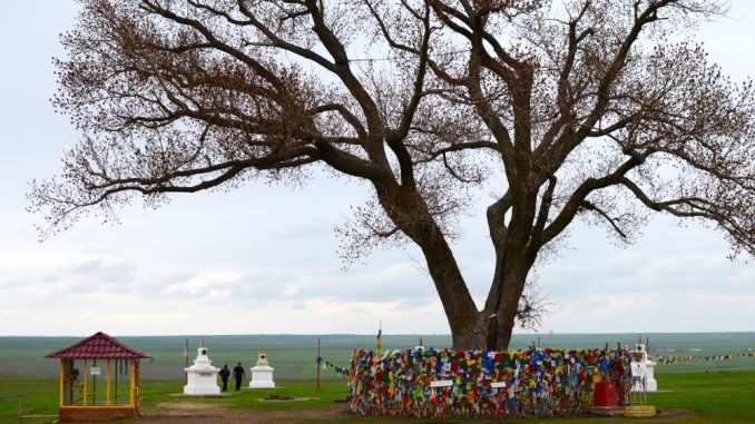 Одинокий тополь