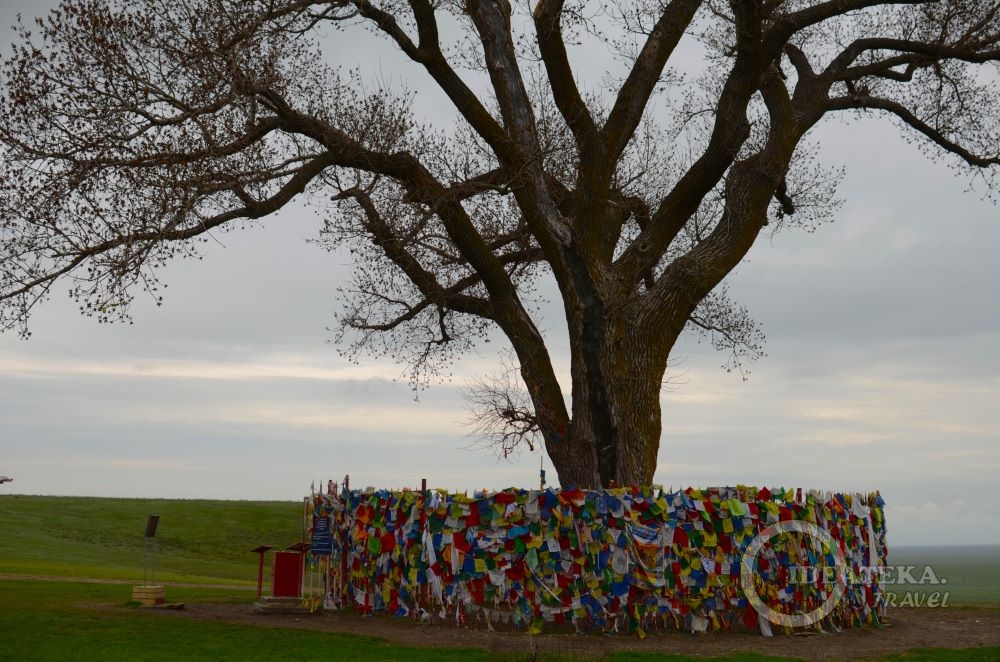Одинокий тополь в Калмыкии